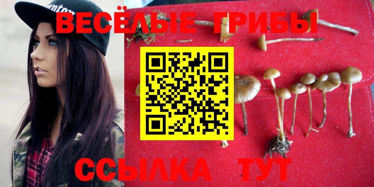 Галлюциногенные грибы Psilocybine cubensis Белгород